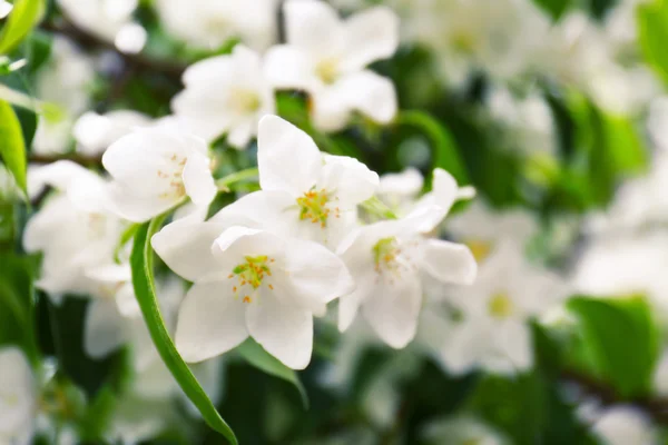 Flores de árvores florescentes — Fotografia de Stock