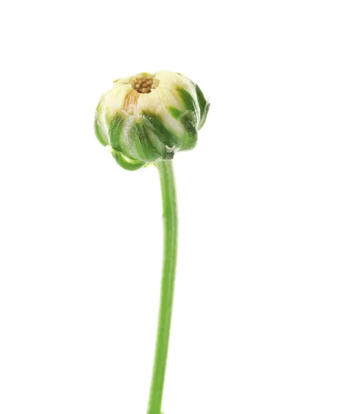Blütenknospe auf Hintergrund — Stockfoto