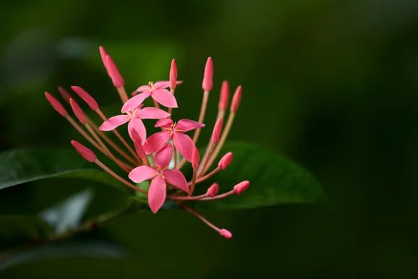 Rosa flor tropical ixora . — Foto de Stock