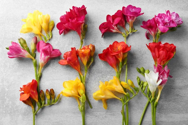 Красивые цветы фрезии — стоковое фото