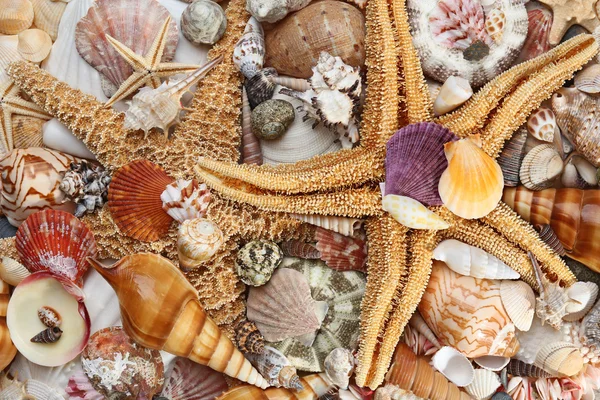 Sea shell background — Stock Photo, Image