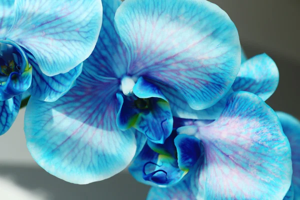 Belles fleurs d'orchidée bleue — Photo