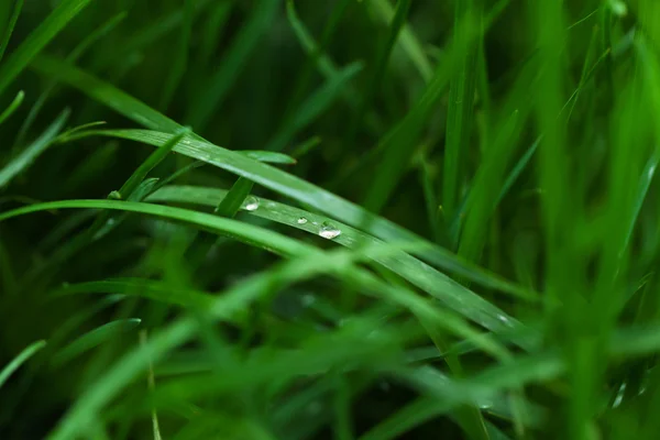 Herbe verte colorée — Photo