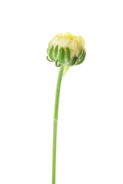 Bud flor no branco — Fotografia de Stock