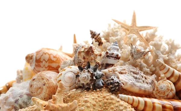 Beautiful seashells close up — Stock Photo, Image
