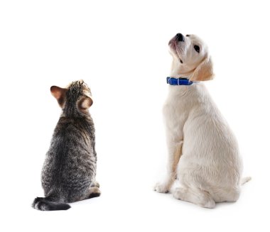 Kedi ve köpek birlikte.