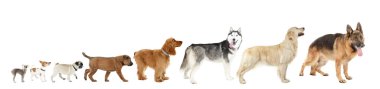 Satırdaki sekiz köpekler 