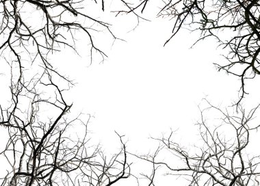 Leafless tree branches clipart