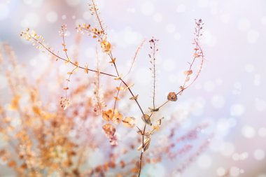 güneş ışığı ile çayır kır çiçekleri