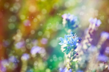 güneş ışığı ile çayır kır çiçekleri