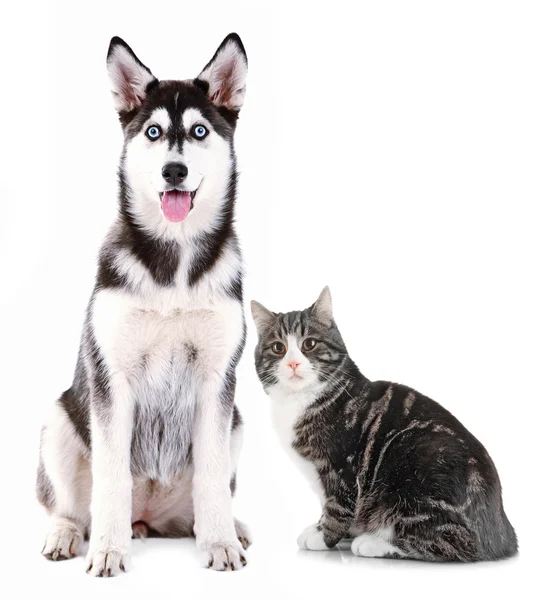 Kočka a pes spolu — Stock fotografie