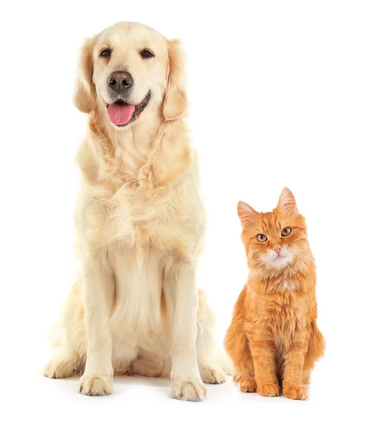 Katze und Hund zusammen — Stockfoto