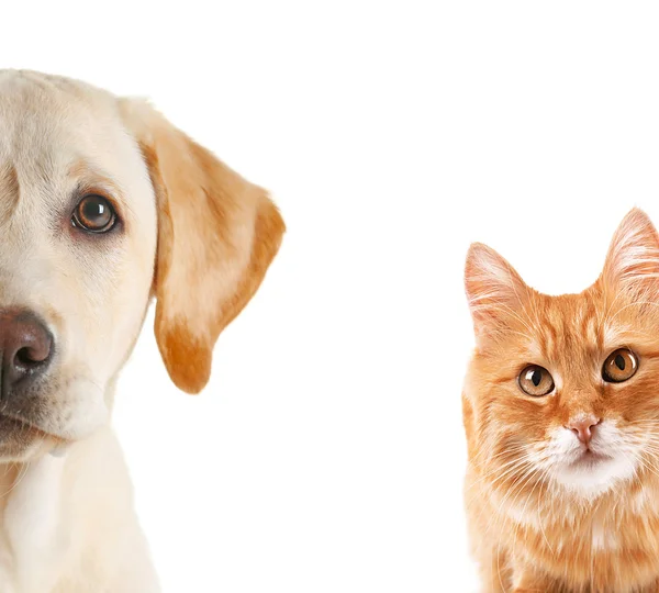 Cat and dog portraits — Stock Photo, Image