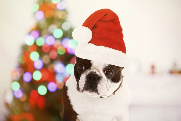 Funny dog with Santa hat — Stock Photo, Image