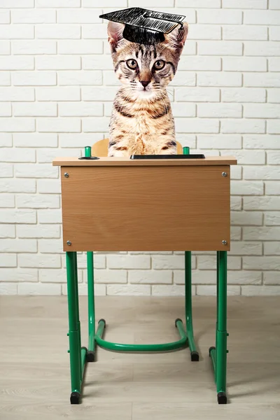 Gato sentado un escuela escritorio — Foto de Stock