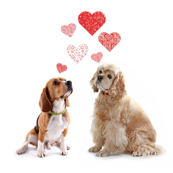 Twee honden samen — Stockfoto