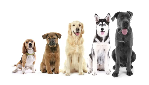 Vijf vergadering honden in rij — Stockfoto