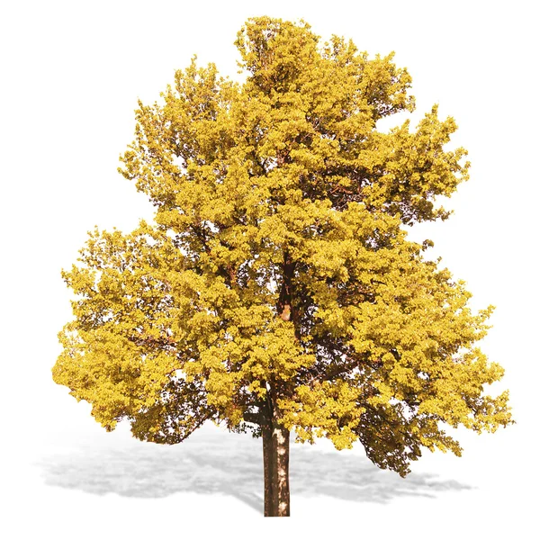 Yalnız Sonbahar ağacı