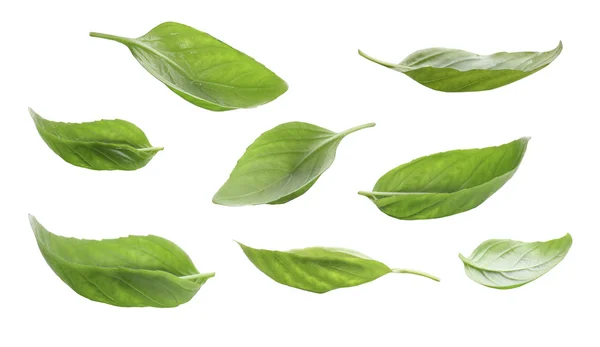 Fresh basil leaves — Stock Photo, Image