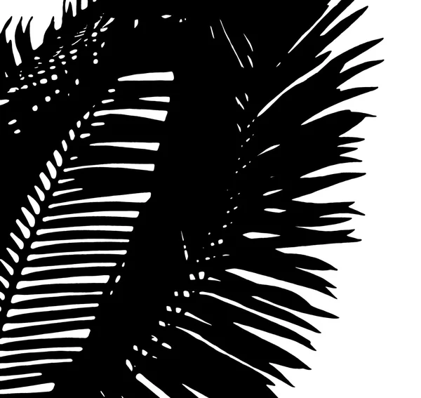 Silouette di belle foglie di palme — Foto Stock