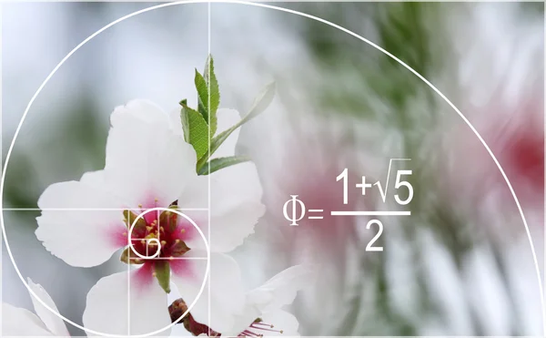 Illustration of golden ratio in nature. — Stock Photo, Image