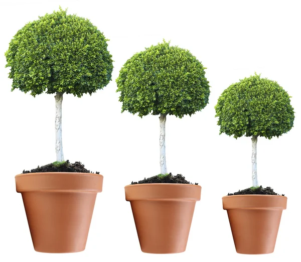 Row of trees growing in size — Stock Photo, Image