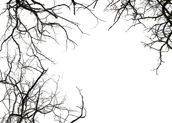 Ветви беслистных деревьев
