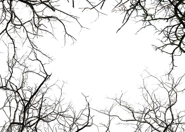 Branches d'arbres sans feuilles — Photo