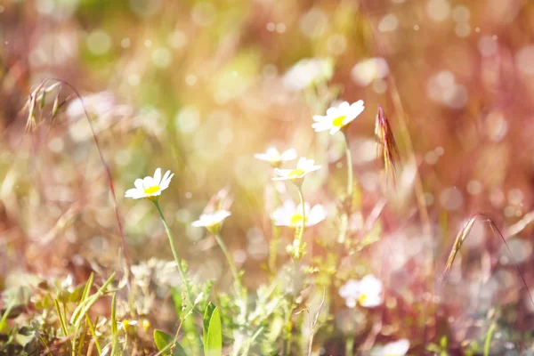 Flores silvestres en el prado con luz solar — Foto de Stock