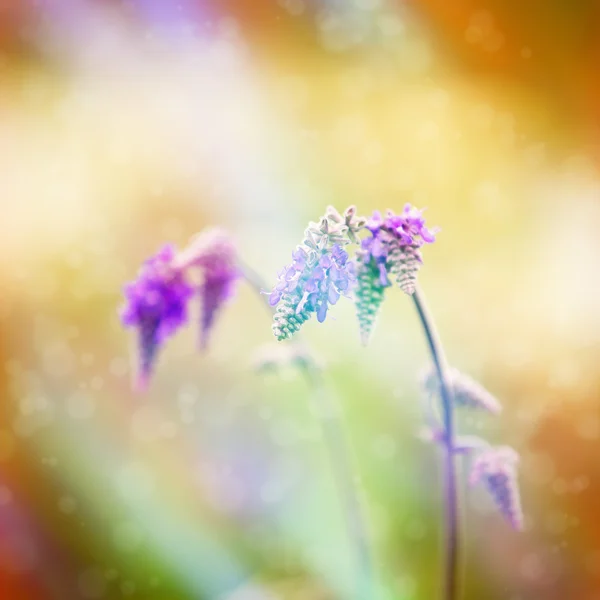 Wildblumen auf der Wiese mit Sonnenlicht — Stockfoto