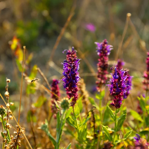 Wild flowers on meadow with sunlight — Stock Photo, Image