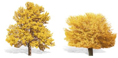 Sonbahar ağaç izole 