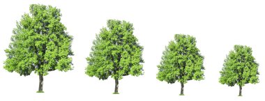 Satır boyutu büyüyen ağaç