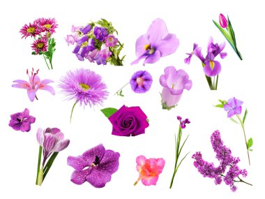 Collage of purple color flowers clipart