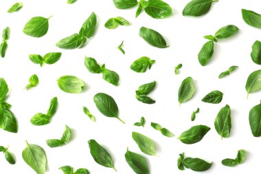 taze fesleğen yaprağı 