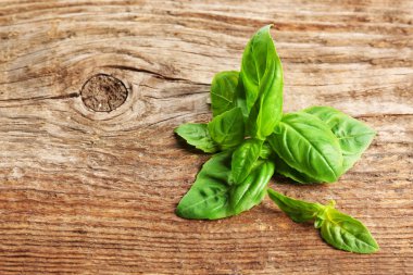 taze fesleğen yaprağı 