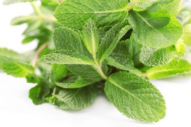 Beyaz arka plan üzerinde üstten görünüm taze nane yaprakları