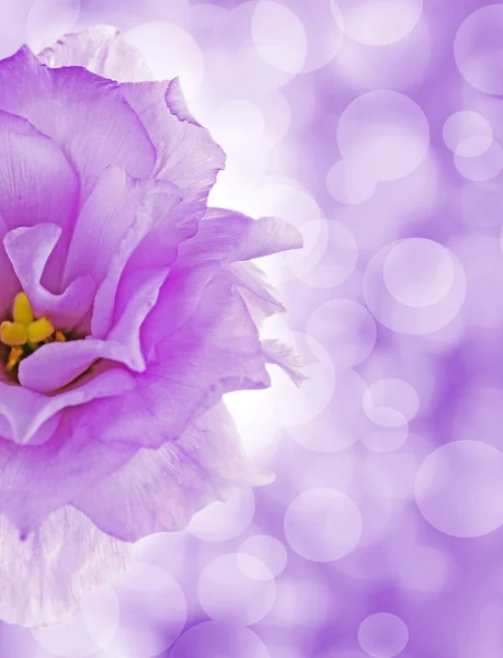 background with flower and lights