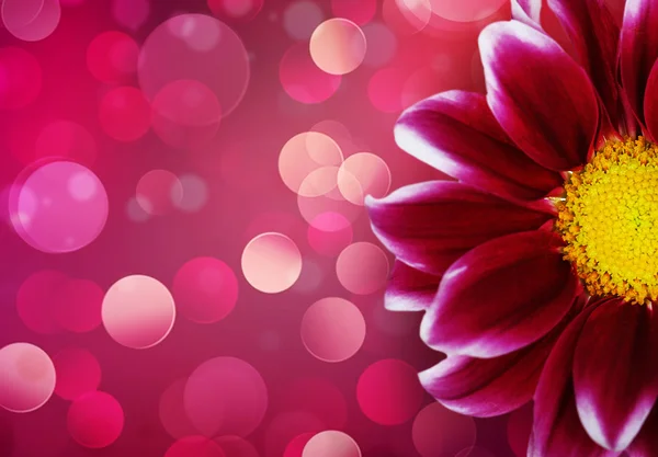 Hintergrund mit Blume und Lichtern — Stockfoto