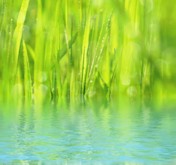 Fundo natural com grama verde — Fotografia de Stock