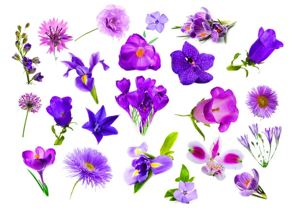 Collage de flores de color púrpura — Foto de Stock