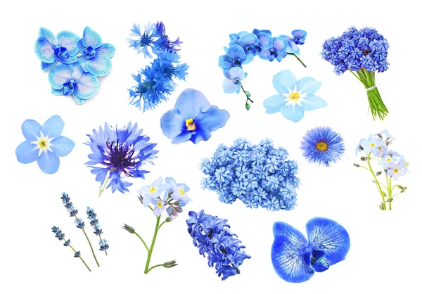 Collage van blauwe kleur bloemen — Stockfoto