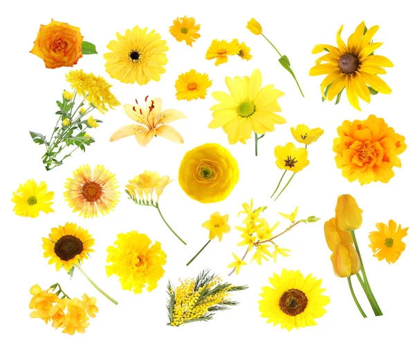 Collage di fiori di colore giallo — Foto Stock