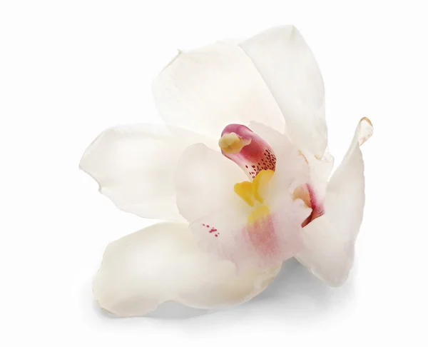 화이트에 아름 다운 백색 난초 — 스톡 사진
