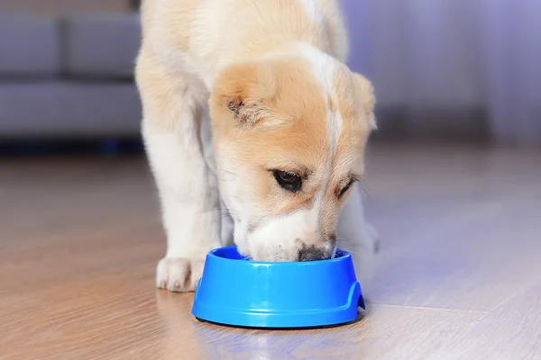 Centraal-Aziatische herder pup — Stockfoto