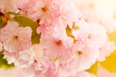 Çiçek açması sakura ağacı