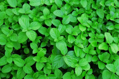 Taze yaprakları ile arka plan