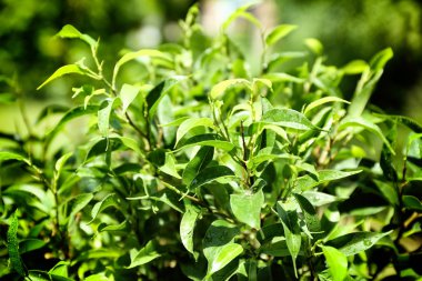 Taze yaprakları ile arka plan