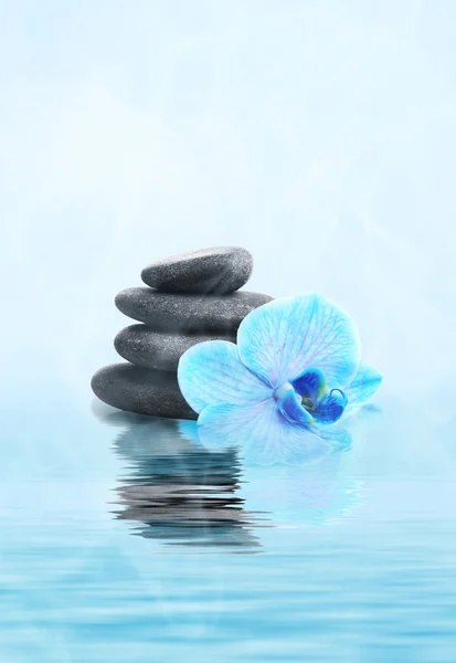 蓝色的兰花，鹅卵石堆 — 图库照片
