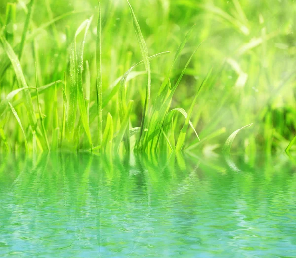 Natuurlijke achtergrond met groene gras — Stockfoto